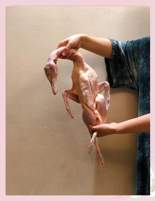 皮囊发酵养鸭,环保技术如何落地?-图1 皮囊发酵养鸭,环保技术如何落地?-图1