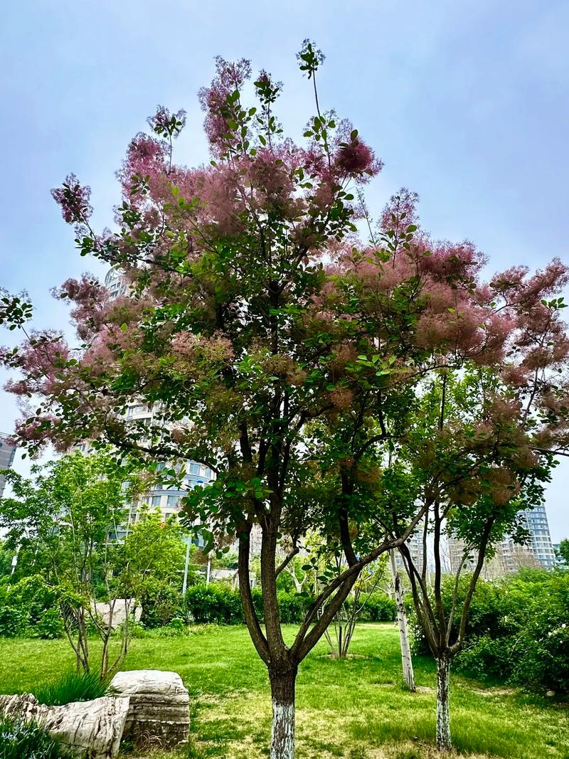 黄栌是国家保护植物吗？-图1
