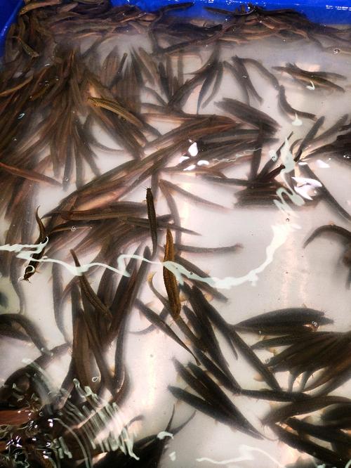 2025年台湾鳗鳅价格会涨还是跌？-图2