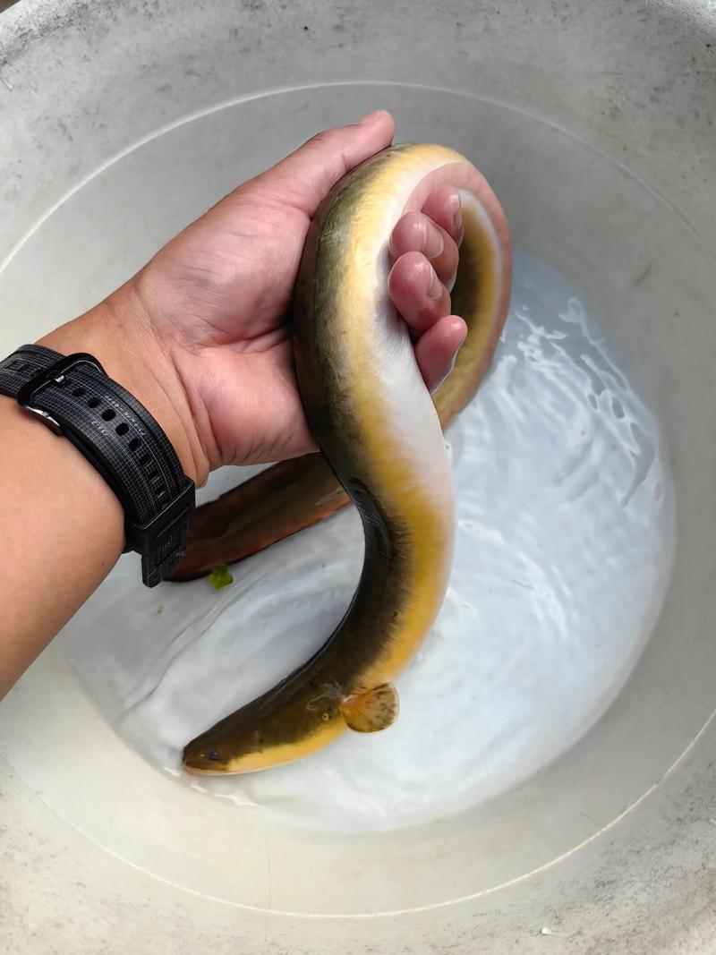 2025年台湾鳗鳅价格会涨还是跌？-图1