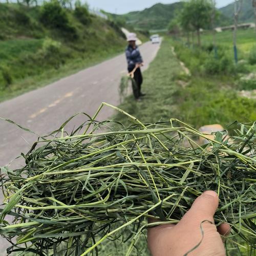 2025年山东肉兔价格会涨还是会跌？-图3