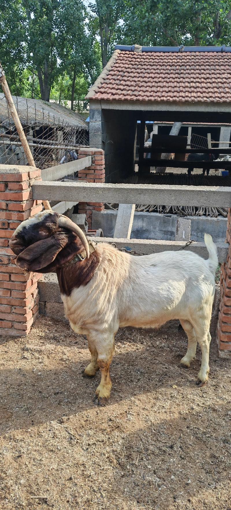 2025养羊技术有哪些新突破?-图1 2025养羊技术有哪些新突破?-图1