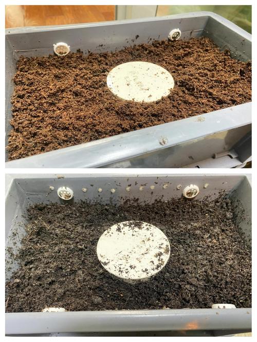 水蚯蚓家庭养殖技术视频怎么学？-图2