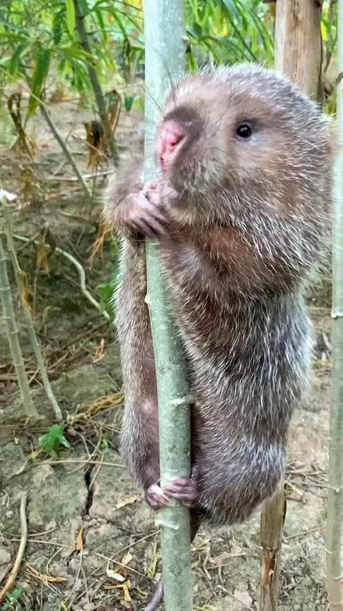 哪种竹鼠品种更适合养殖？-图2