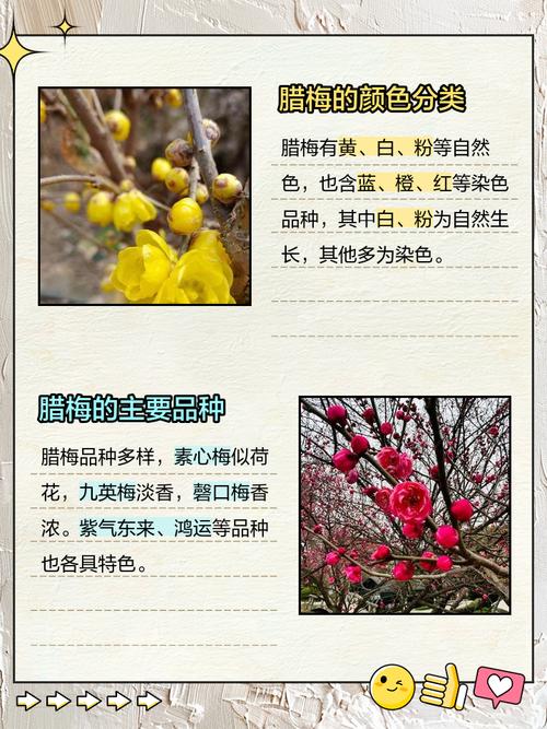 腊梅国际登录品种是哪四个？-图1