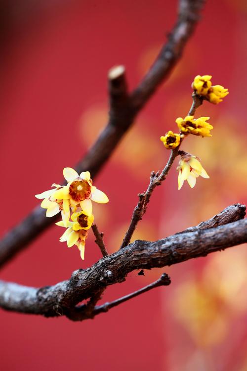 腊梅国际登录品种是哪四个？-图2