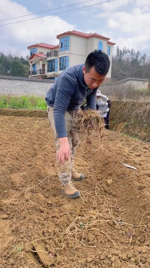 折耳根种植技术视频,关键步骤有哪些?-图3 折耳根种植技术视频,关键步骤有哪些?-图3