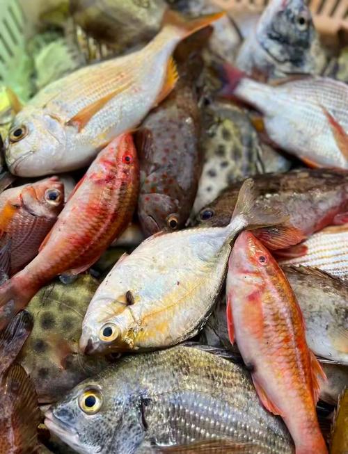 南方河里野杂鱼品种到底有多少种？-图1