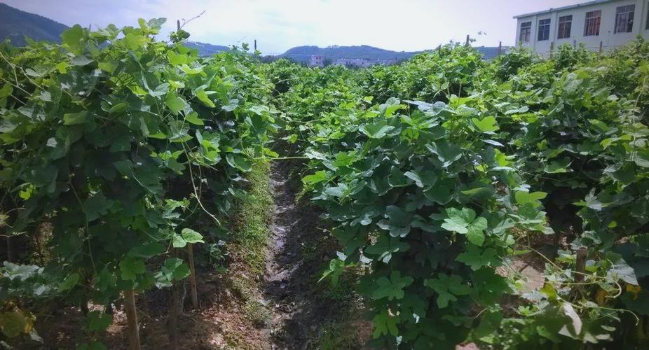 葛根种植技术咋掌握？未来市场前景咋样？-图2