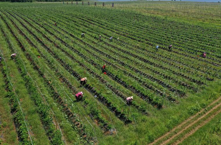 葛根种植技术咋掌握？未来市场前景咋样？-图1