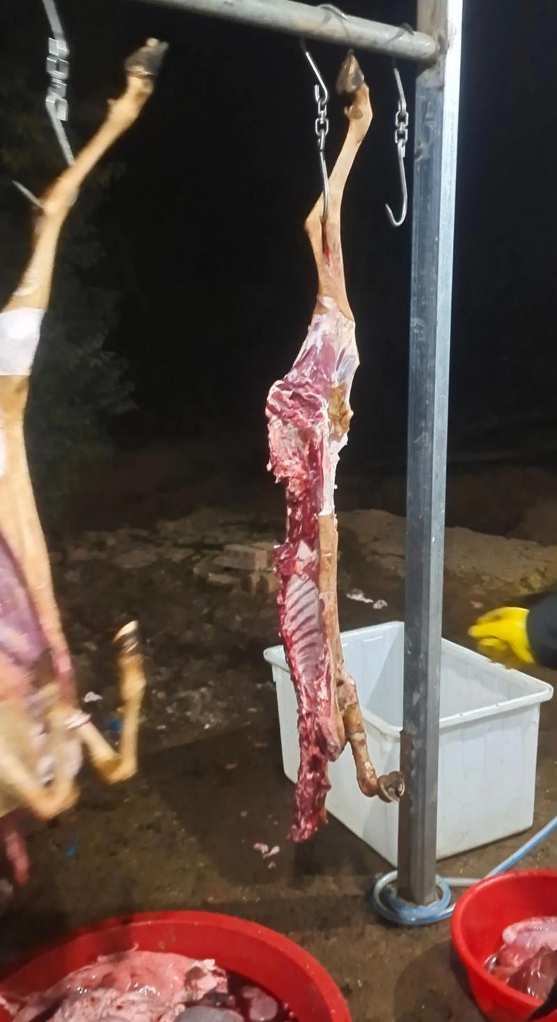 2025年湖羊价格行情-图2 2025年湖羊价格行情-图2