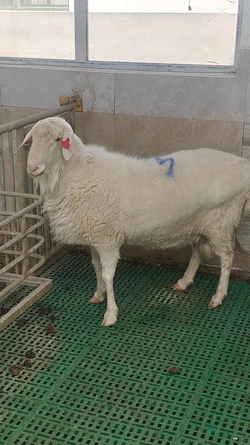 2025年湖羊价格行情-图1 2025年湖羊价格行情-图1