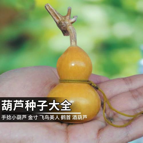 美国葫芦籽种植技术要点有哪些？-图2