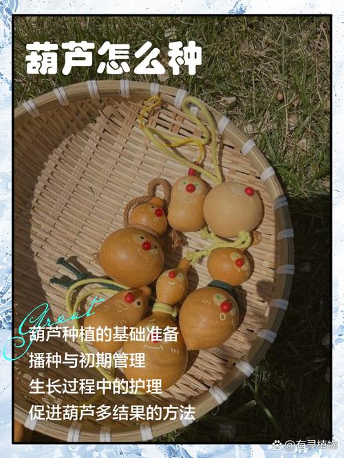 美国葫芦籽种植技术要点有哪些？-图1