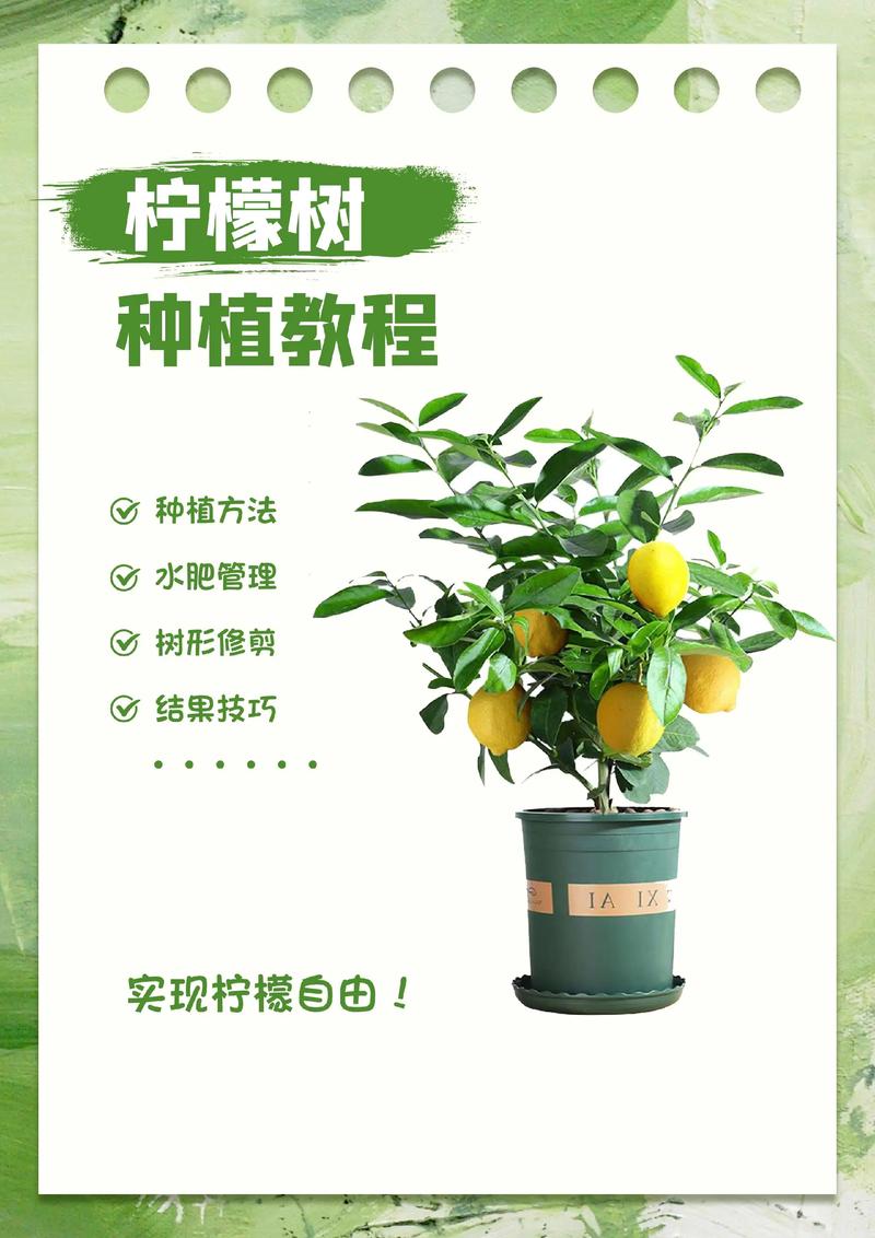 室内柠檬咋种好？管理有啥技巧？-图1