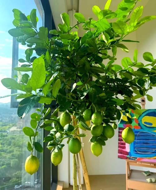 室内柠檬咋种好？管理有啥技巧？-图3