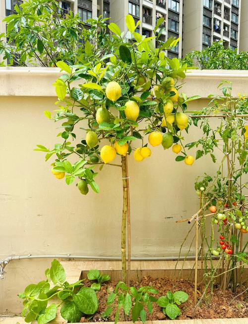 室内柠檬咋种好？管理有啥技巧？-图2