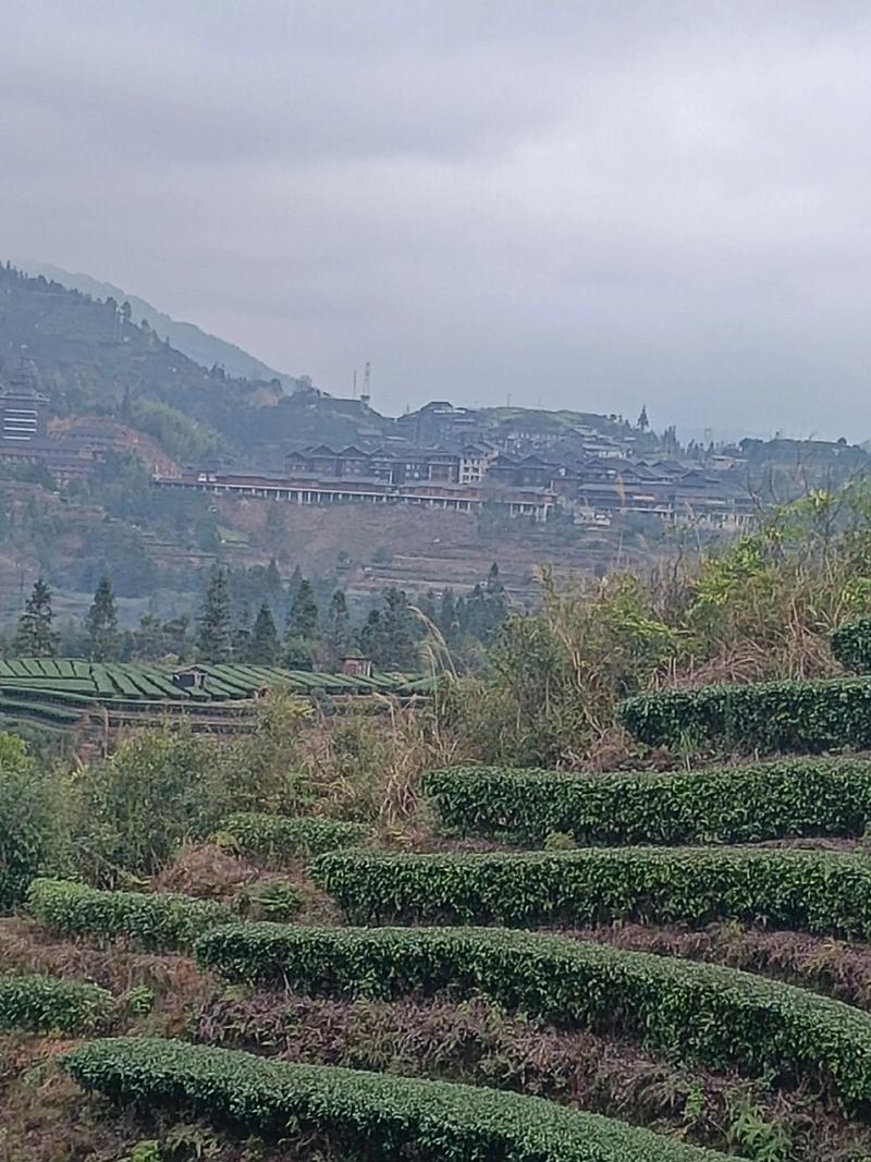 福云6号的品种特征特性-图3