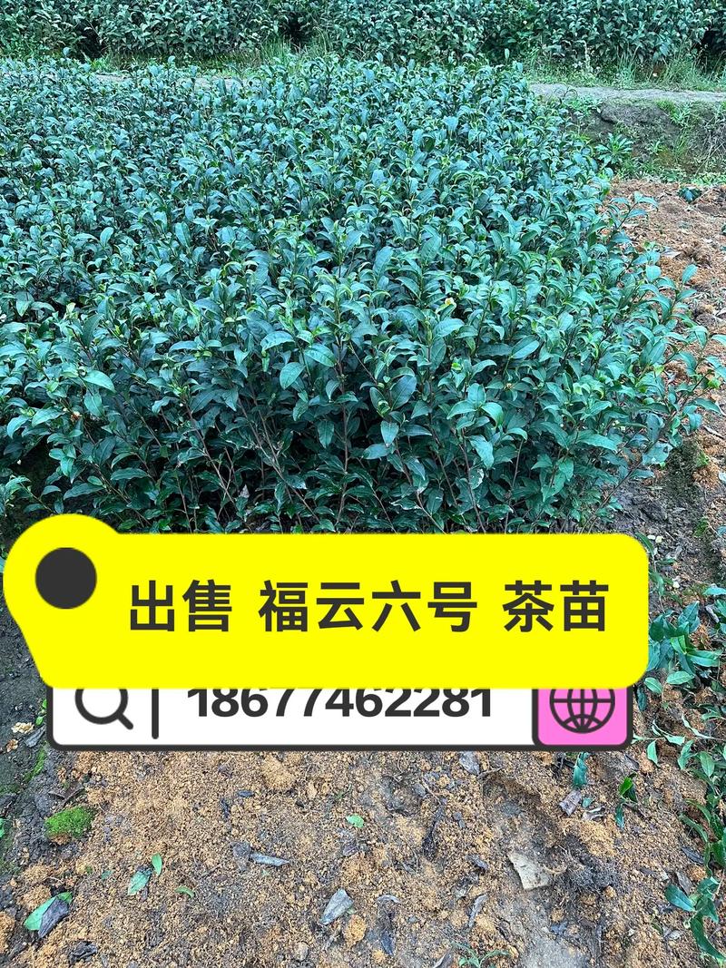 福云6号的品种特征特性-图1