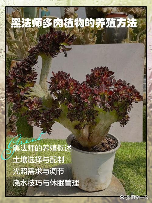 法师多肉怎么繁殖新品种-图2
