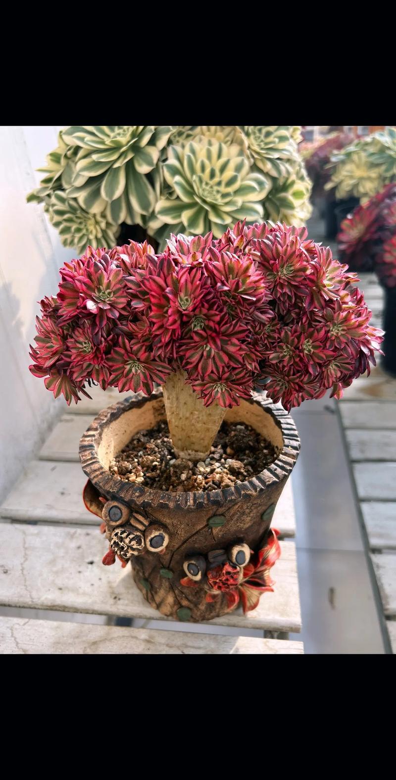 法师多肉怎么繁殖新品种-图1 法师多肉怎么繁殖新品种-图1