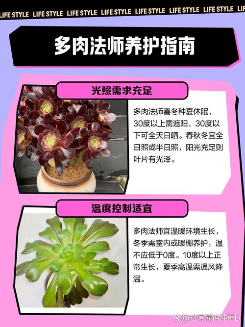 法师多肉怎么繁殖新品种-图3 法师多肉怎么繁殖新品种-图3