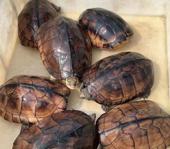 2025年金钱龟苗价格会涨还是跌？-图1