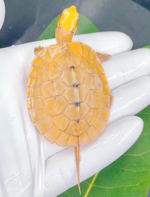 2025年金钱龟苗价格会涨还是跌？-图3