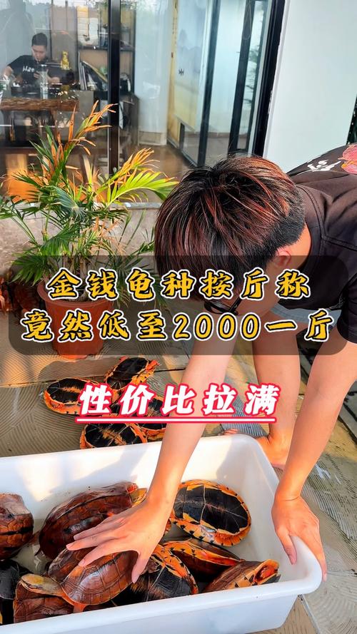 2025年金钱龟苗价格会涨还是跌？-图2