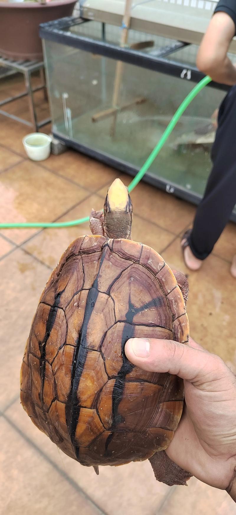 2025金钱龟种龟价格会涨还是跌？-图2