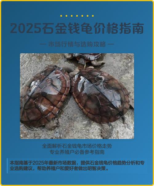 2025金钱龟种龟价格会涨还是跌？-图1