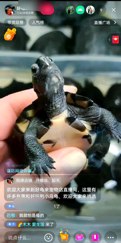 黑颈乌龟2025年价格会涨还是跌?-图2 黑颈乌龟2025年价格会涨还是跌?-图2