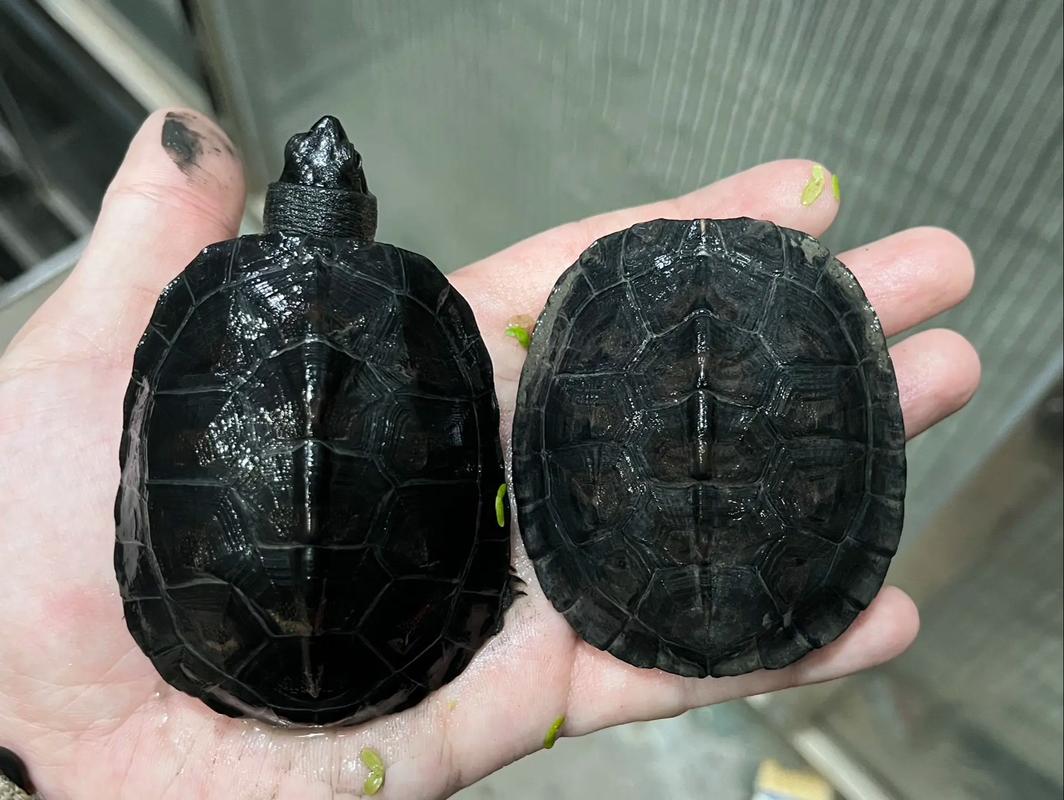 黑颈乌龟2025年价格会涨还是跌?-图3 黑颈乌龟2025年价格会涨还是跌?-图3