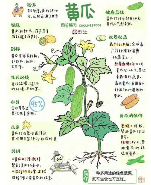 简述黄瓜的栽培管理技术-图1