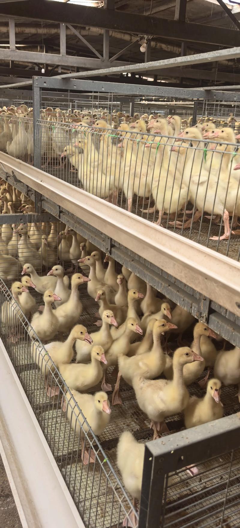 鹅苗小型品种能长几斤?-图1 鹅苗小型品种能长几斤?-图1