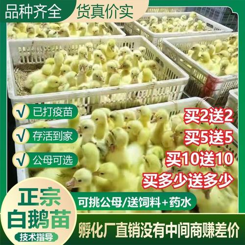 鹅苗小型品种能长几斤?-图3 鹅苗小型品种能长几斤?-图3
