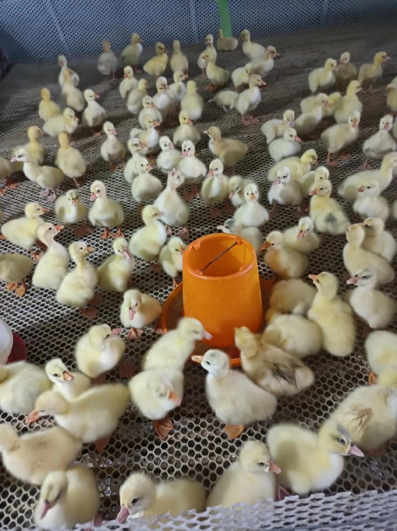 鹅苗小型品种能长几斤？-图2