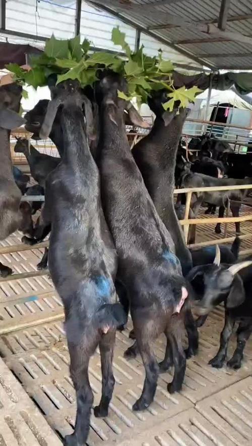 高产多羔山羊品种有哪些？-图3