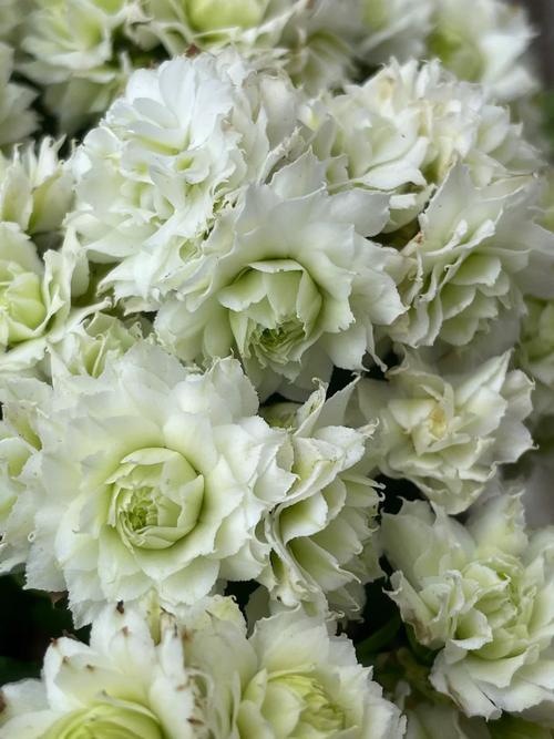 白色长寿花选什么品种好?-图1 白色长寿花选什么品种好?-图1