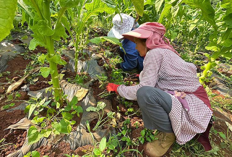 辣椒红薯套种，如何实现高产高效？-图2