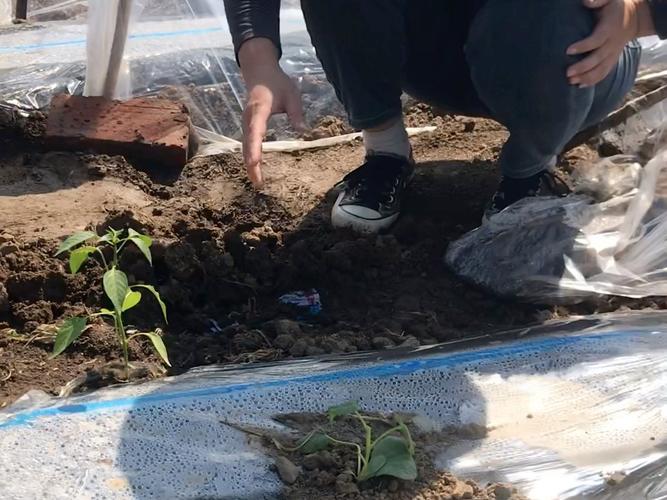 辣椒红薯套种，如何实现高产高效？-图1