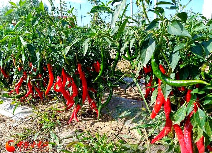 辣椒红薯套种，如何实现高产高效？-图3