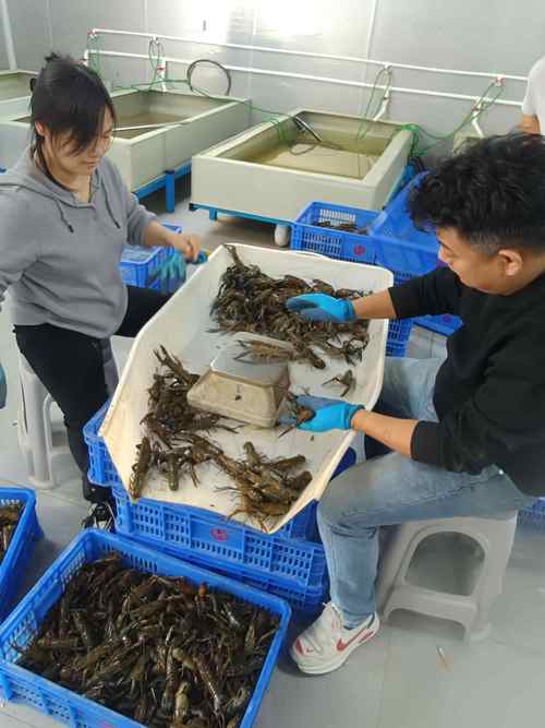 澳洲龙虾养殖技术有哪些-图2