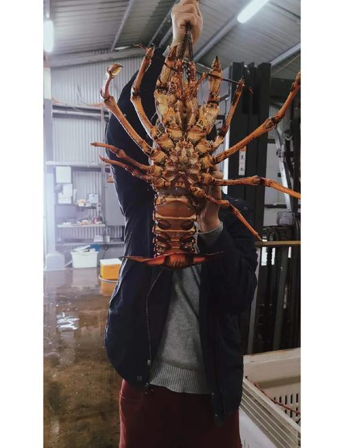 澳洲龙虾养殖技术有哪些-图3