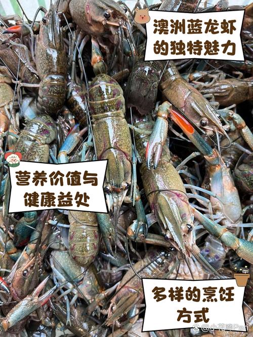 澳洲龙虾养殖技术有哪些-图1