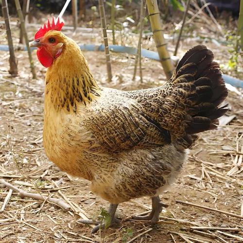 土鸡品种那么多，到底选哪种好？-图2