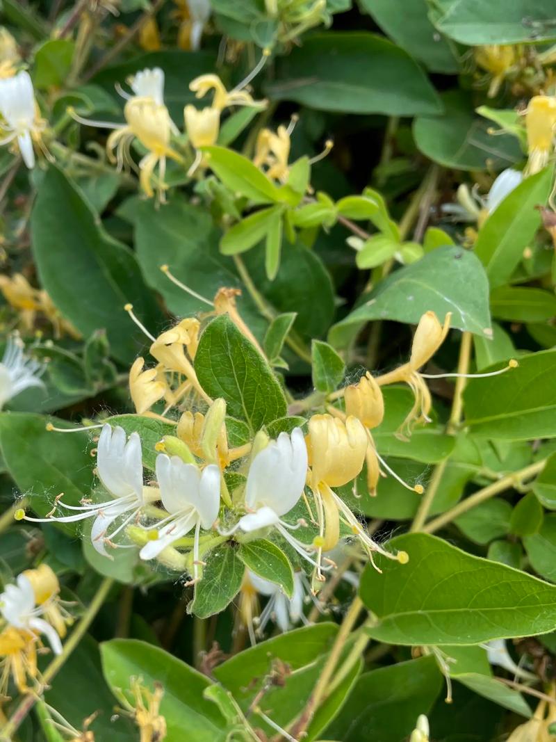 稀少金银花品种有哪些?-图2 稀少金银花品种有哪些?-图2