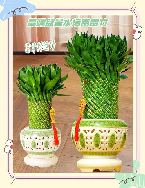 客厅养富贵竹，哪种品种更合适？-图1