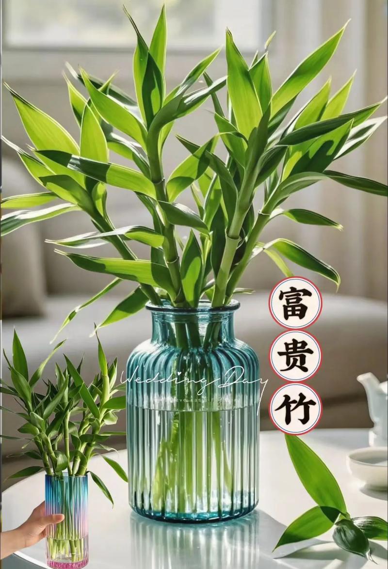 客厅养富贵竹，哪种品种更合适？-图2