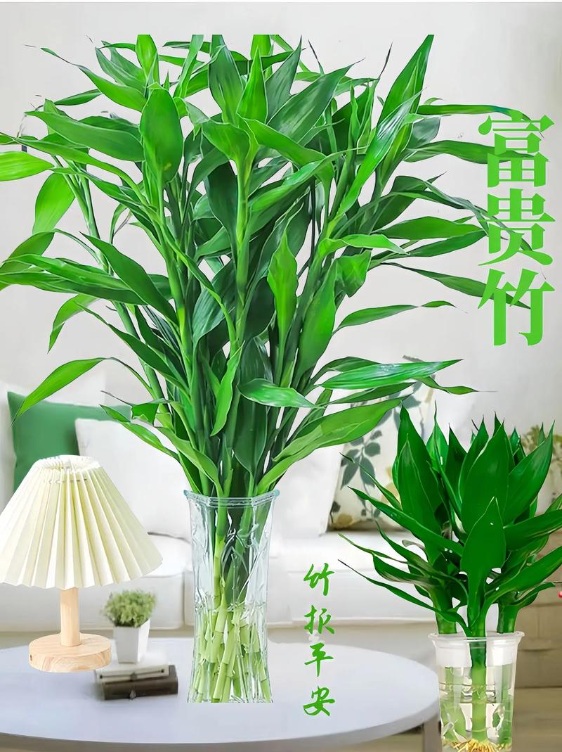 客厅养富贵竹，哪种品种更合适？-图3